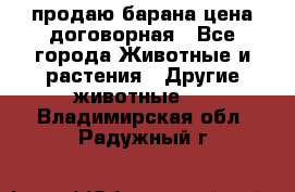 продаю барана цена договорная - Все города Животные и растения » Другие животные   . Владимирская обл.,Радужный г.